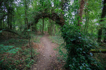 Curved branch arched over dirt trail in lush green woods
