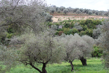 Beautiful olive trees and fields, mountaints in the area of Safita, Tartous, Syria.
