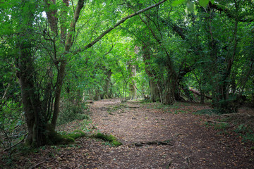 Wide dirt path through dense forest with lush green foliage