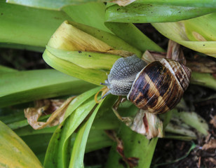 snail on nature environment.