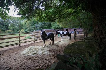 Fototapeta na wymiar Two horses in small paddock under green trees