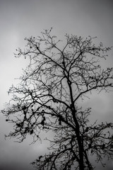 Fototapeta premium Tree