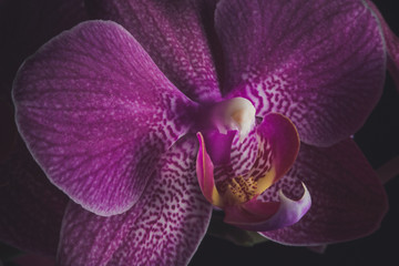 Orchid