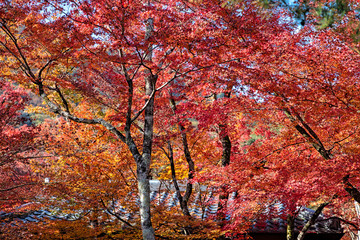 嵐山　(紅葉　11月　秋)