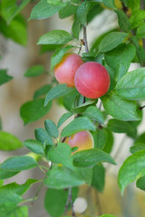 Several red fruits of cherry plum on a branch