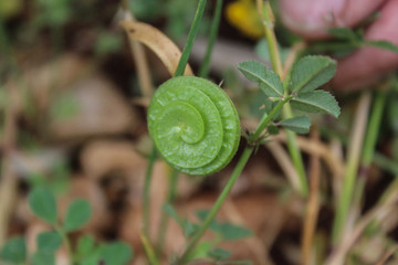 Medicago orbicularis plant, the other names: Button Medick, Button Clover, Large Disc Medic, an annual herb, flowering between April and July,.