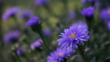 Purple Aster