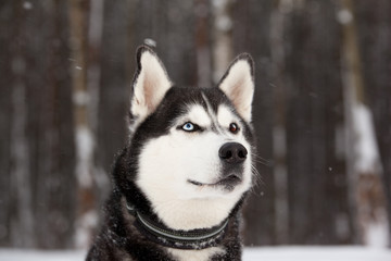 Dog breed Siberian Husky porrait in winter forest