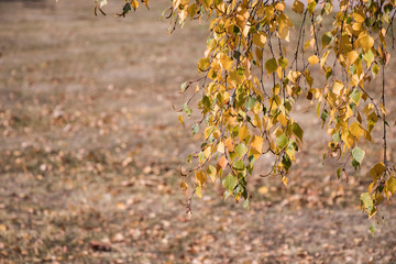 birch in autumn