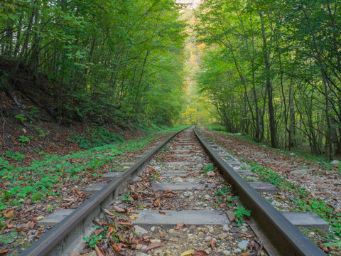 walnut bushes and beeches bow down over the old narrow-gauge railway