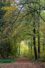 Einsamer Waldweg im Herbst