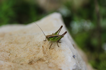 grasshopper on a rock