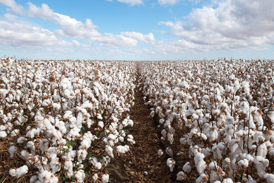 Cotton Crop