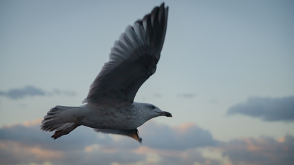 seagull in flight
