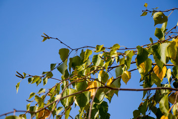 branch of tree with green leaves and blue sky