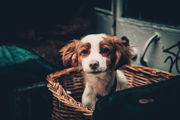 dog in front of window