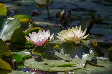 water lily in pond