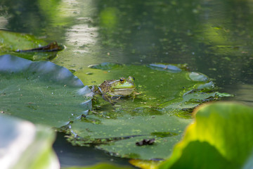 frog in pond