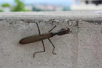 brown mantis on wall