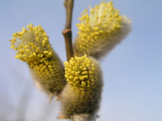Not fluffy blooming inflorescences catkins holly willow in early spring before the leaves. Honey plants Ukraine. Collect pollen from flowers.