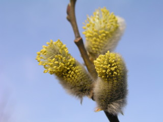 Fototapeta premium Not fluffy blooming inflorescences catkins holly willow in early spring before the leaves. Honey plants Ukraine. Collect pollen from flowers.