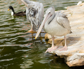 White pelicans at the pond side.