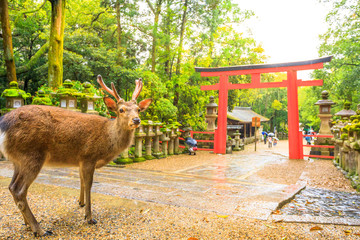 Wild deer and Torii gate of Nara Park in Japan. Deer are Nara's greatest tourist attraction. red Torii gate of Kasuga Taisha Shine one of the most popular temples in Nara City. - obrazy, fototapety, plakaty