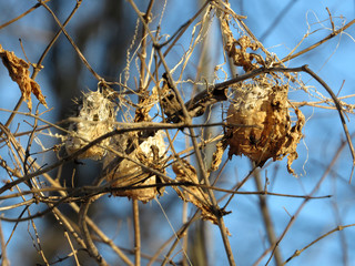 Dried Plants in the Snow