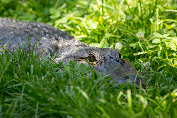 alligator 