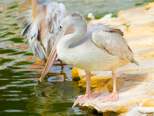 White pelicans at the pond side.