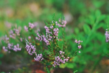 Blooming Heather in meadow on blurred background leaves closeup.