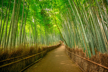 Walkway in bamboo forest at Sagano in Arashiyama. The grove is Kyoto's second most popular tourist destination and landmark. Natural green background.