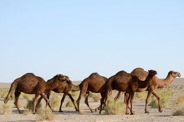 Camels in Maranjab Desert, Iran
