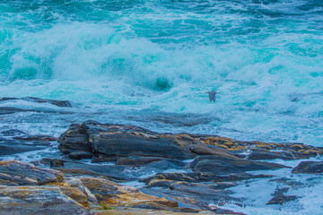 Seagull over coastal Maine