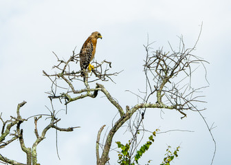 Portrait of an Isolated Red Shouldered Hawk sitting in a dead tree.