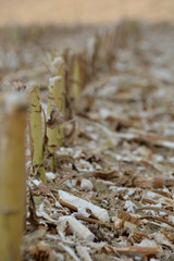 campo de girasol tras la cosecha