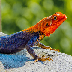 Male African Red-Headed Agama on the Wall