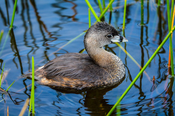 A Pied Billed Grebe in a Florida Swamp