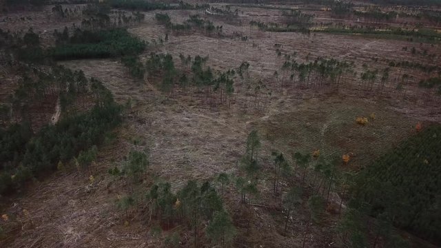 forest disaster hurricane broken gale destroyed