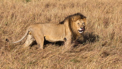 Full body portrait of male lion, Panthera leo, in profile licking his lips with tall grass...