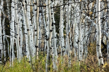 Aspen Trees