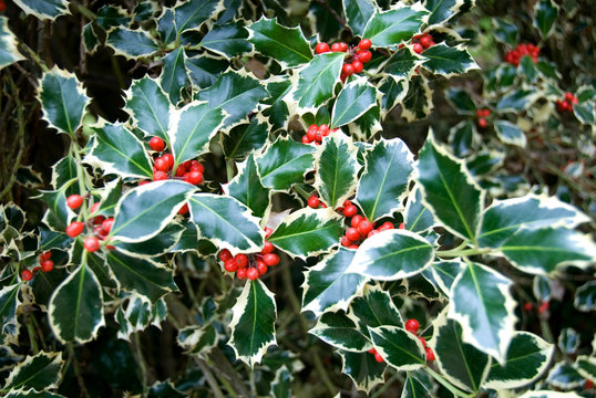 Variegated Holly