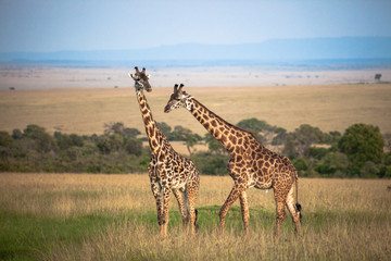 Masai Giraffe