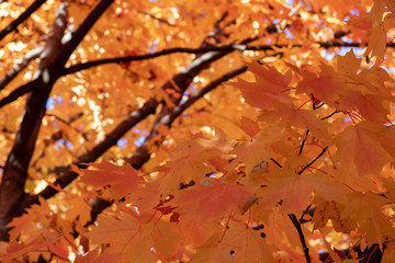 Colorful Autumn Leaves
