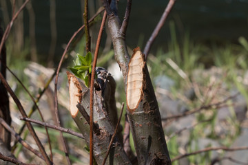 Beaver Chew