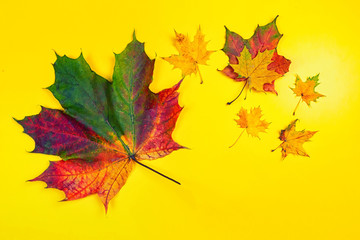 background of autumn leaves. Autumn background with copy space