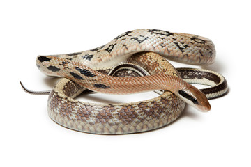 Elaphe taeniura snake isolated on white background. Non-poisonous snake.