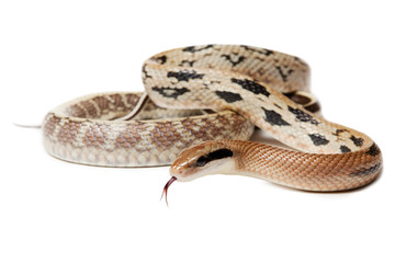 Elaphe taeniura snake isolated on white background. Non-poisonous snake.