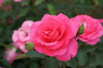ピンクのバラ