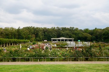 Fototapeta premium 秋のバラ園